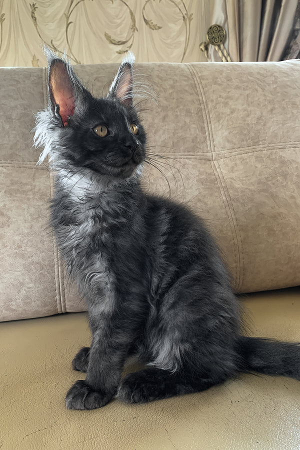James Bond | Maine Coon Kitten