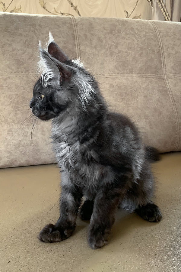 James Bond | Maine Coon Kitten