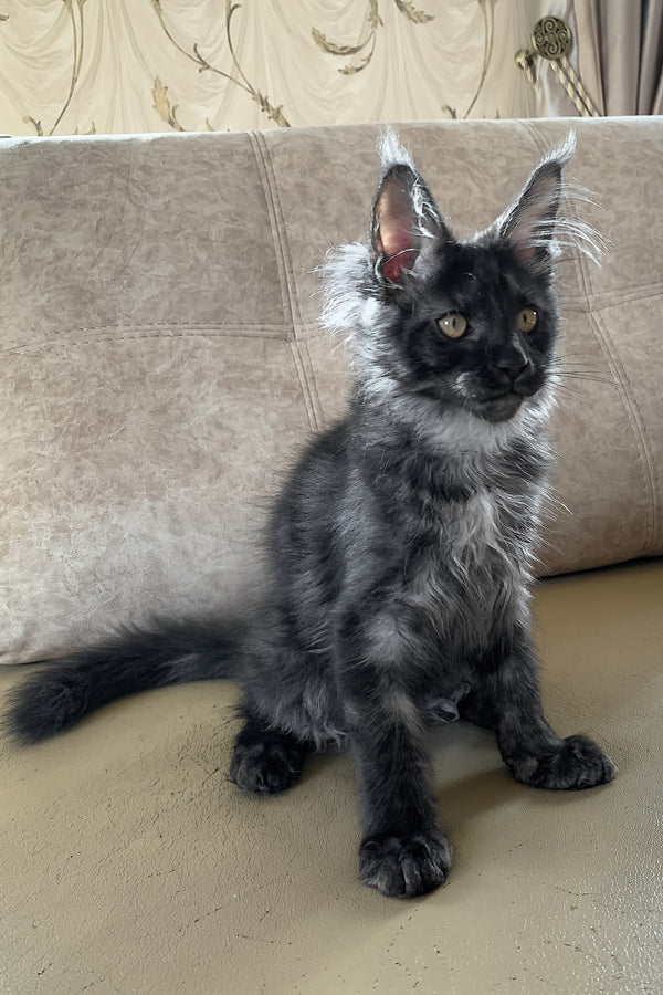 James Bond | Maine Coon Kitten