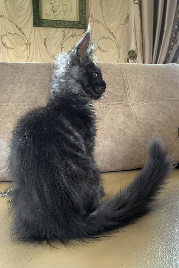 James Bond | Maine Coon Kitten