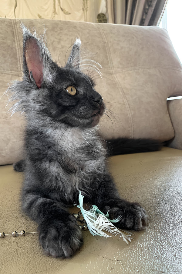 James Bond | Maine Coon Kitten