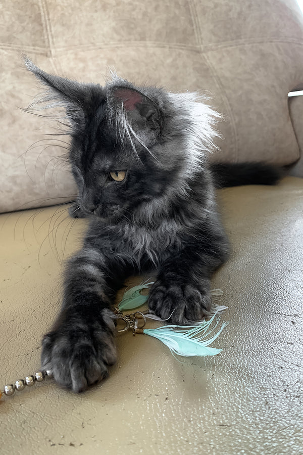 James Bond | Maine Coon Kitten