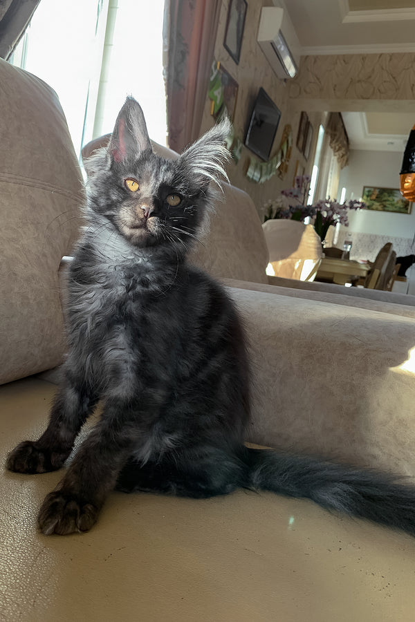 James Bond | Maine Coon Kitten