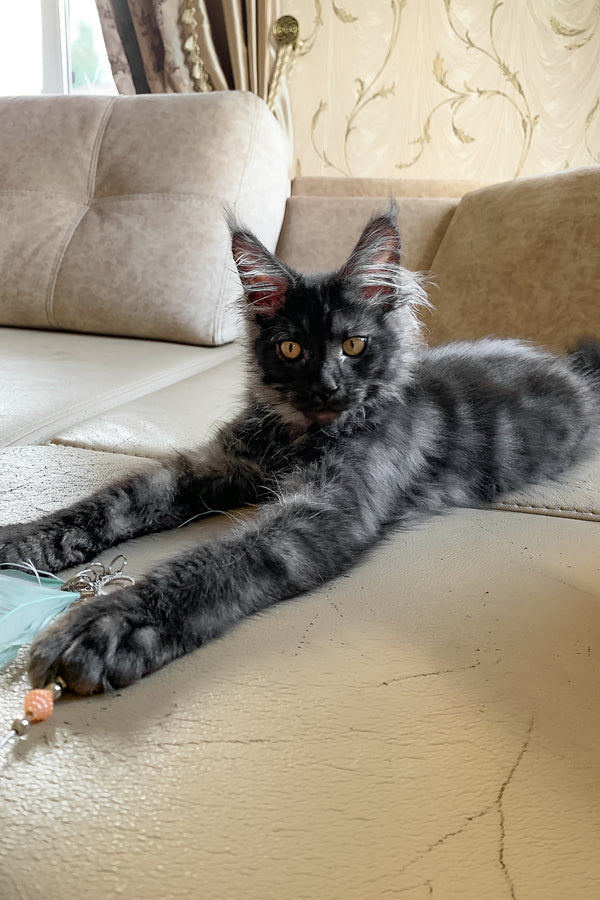 James Bond | Maine Coon Kitten