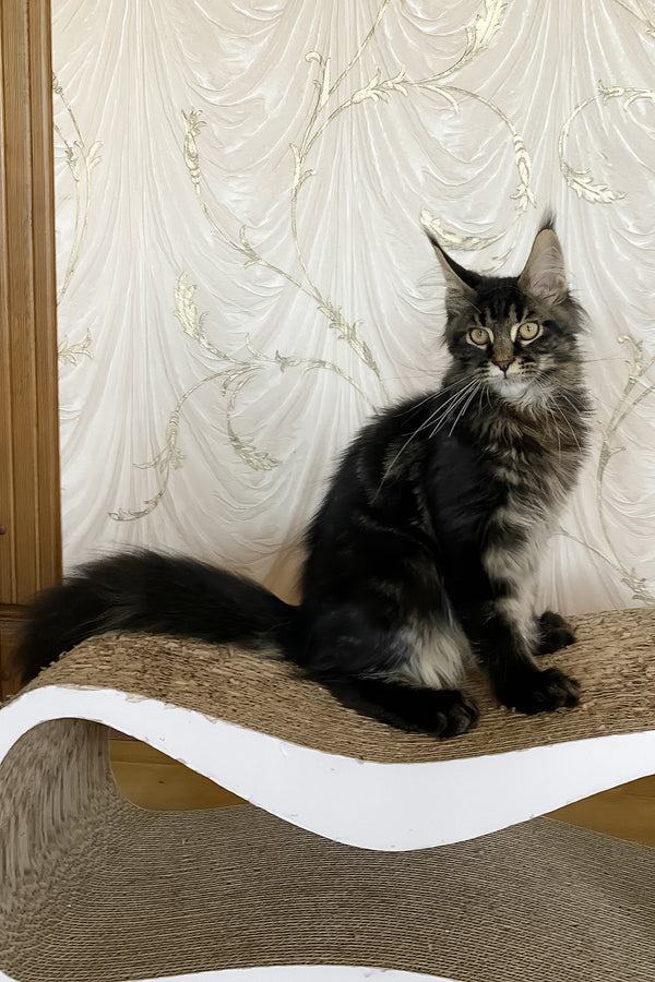 Jamin | Maine Coon Kitten