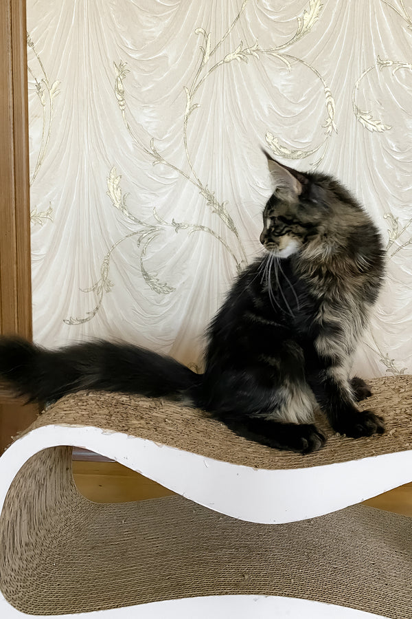 Jamin | Maine Coon Kitten