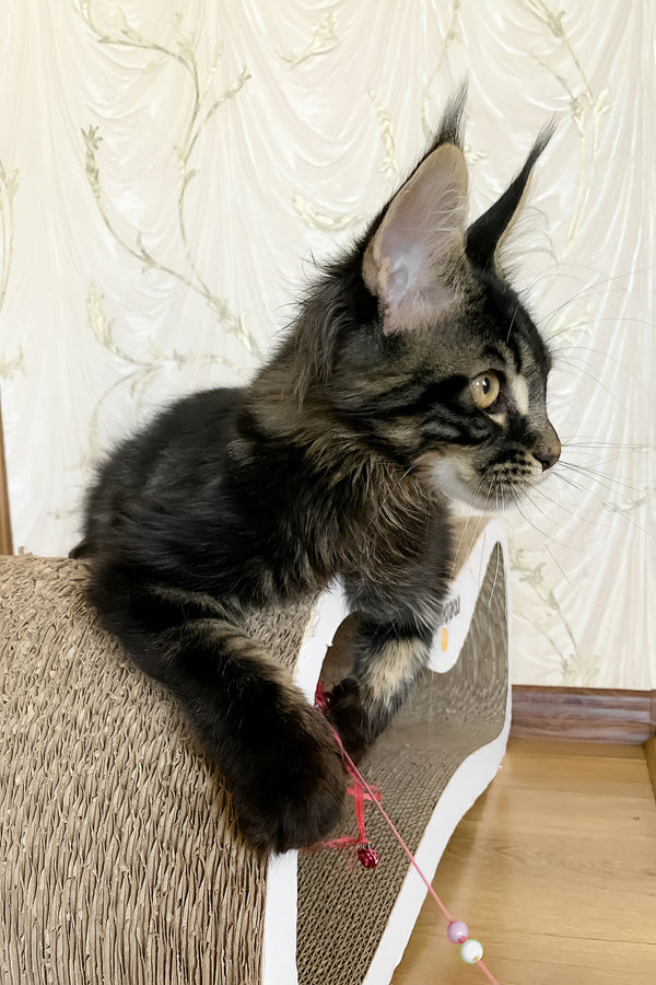 Jamin | Maine Coon Kitten