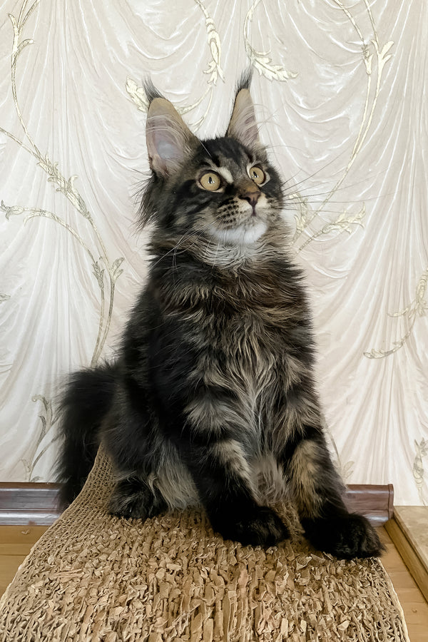 Jamin | Maine Coon Kitten