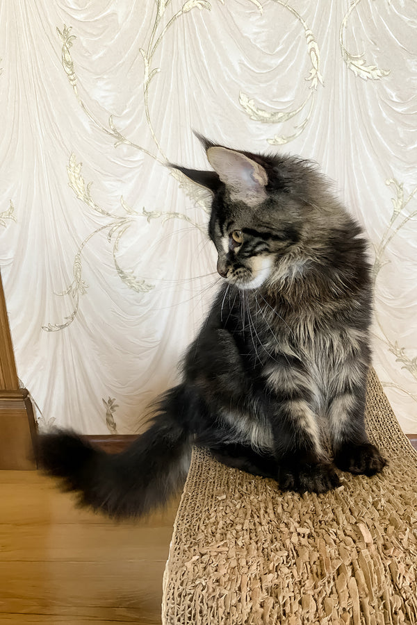 Jamin | Maine Coon Kitten