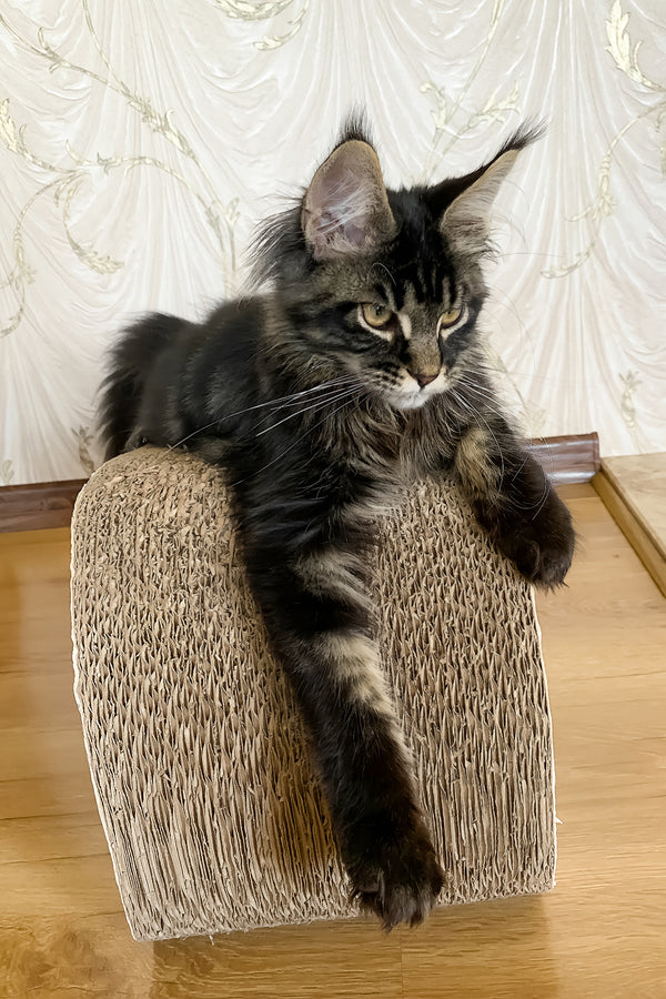 Jamin | Maine Coon Kitten