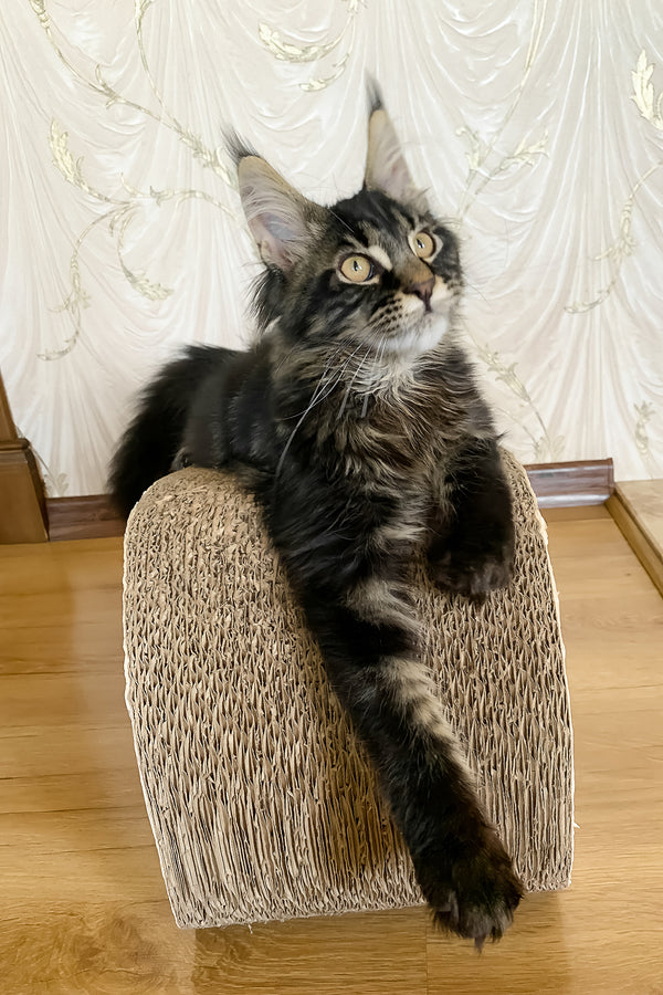Jamin | Maine Coon Kitten