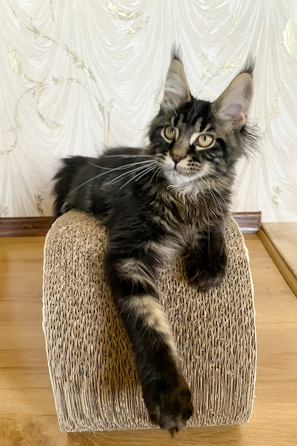 Jamin | Maine Coon Kitten