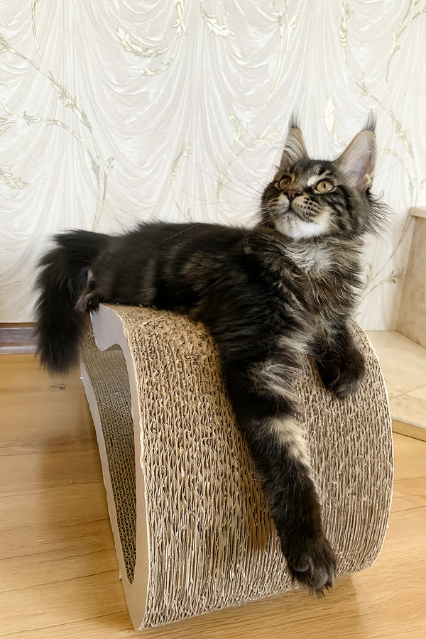 Jamin | Maine Coon Kitten