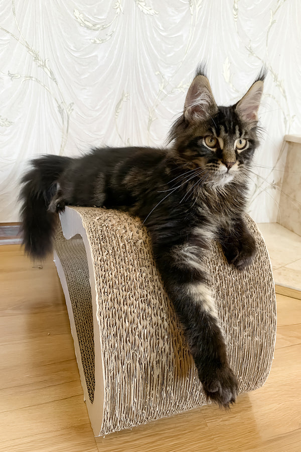 Jamin | Maine Coon Kitten