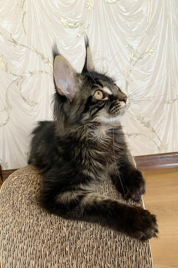 Jamin | Maine Coon Kitten