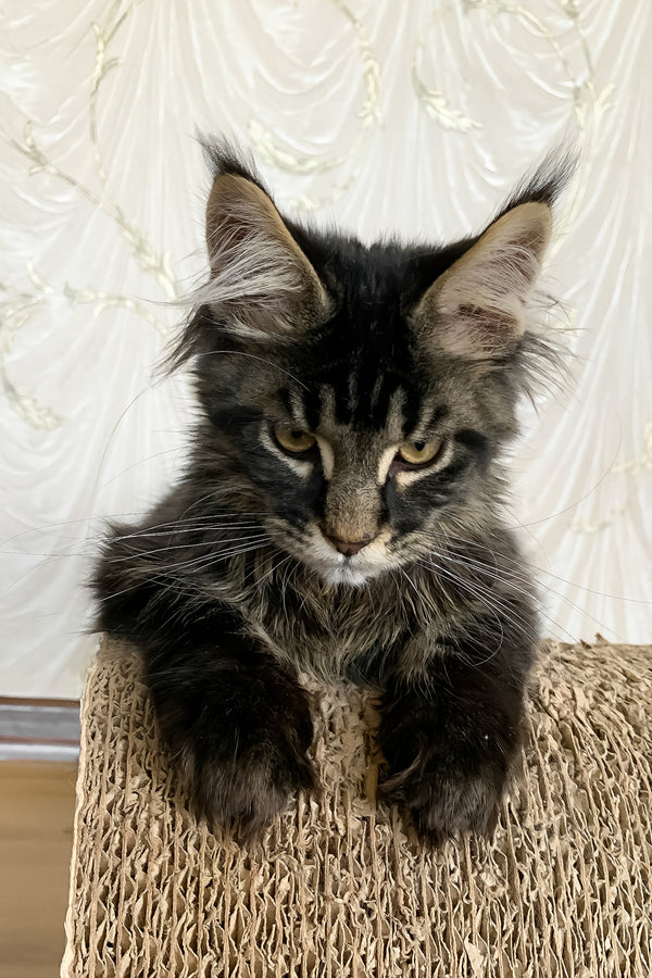 Jamin | Maine Coon Kitten