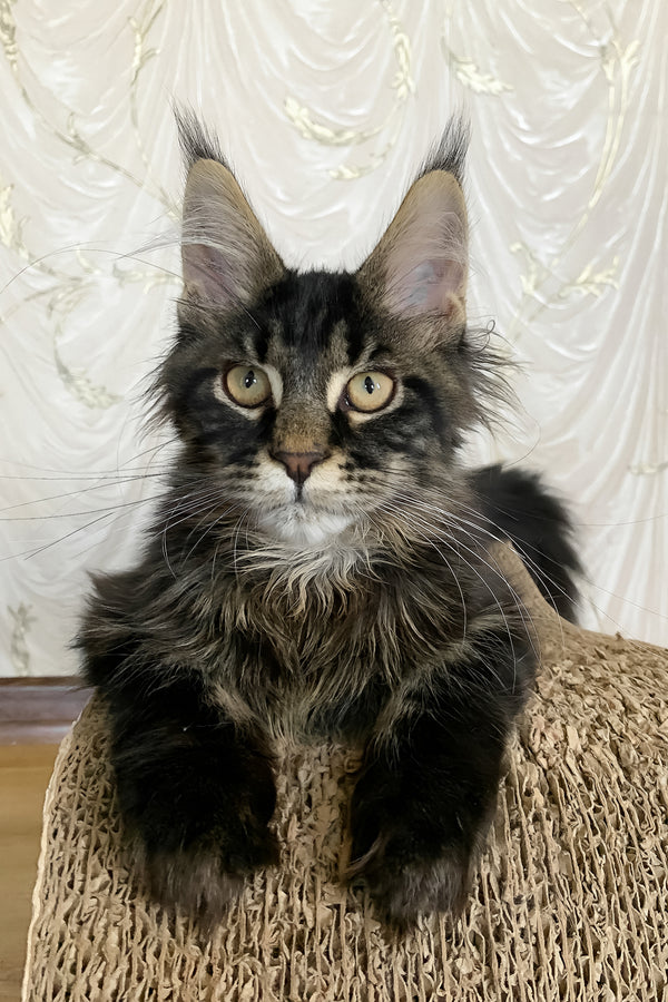 Jamin | Maine Coon Kitten