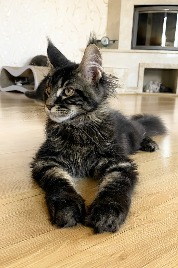 Jamin | Maine Coon Kitten