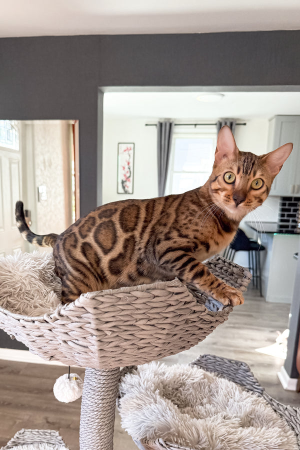 Jack | Bengal Kitten