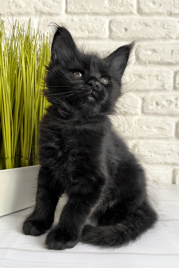 Jack | Maine Coon Kitten