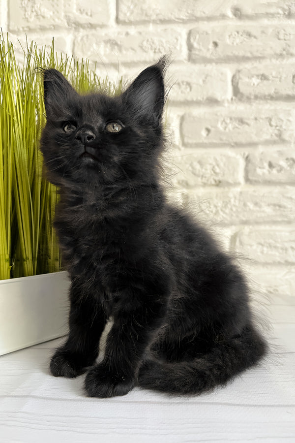 Jack | Maine Coon Kitten
