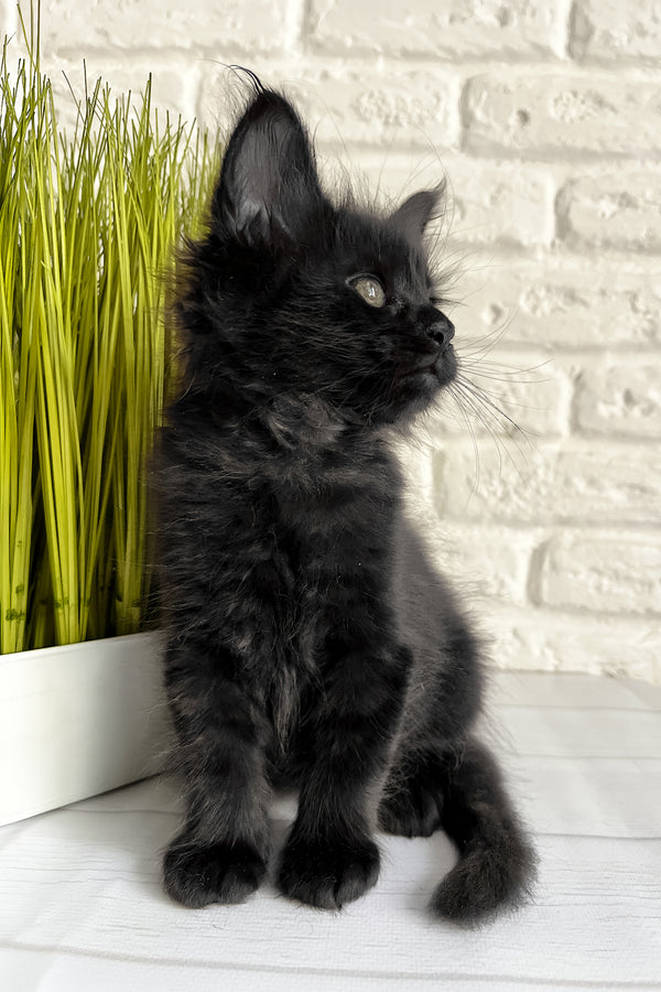 Jack | Maine Coon Kitten