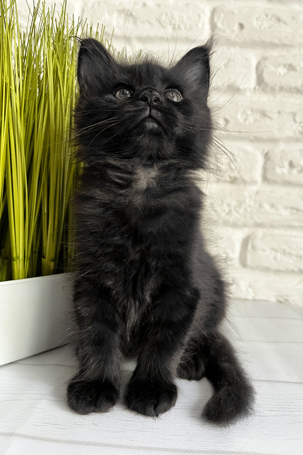 Jack | Maine Coon Kitten