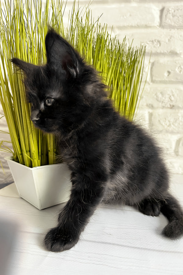 Jack | Maine Coon Kitten