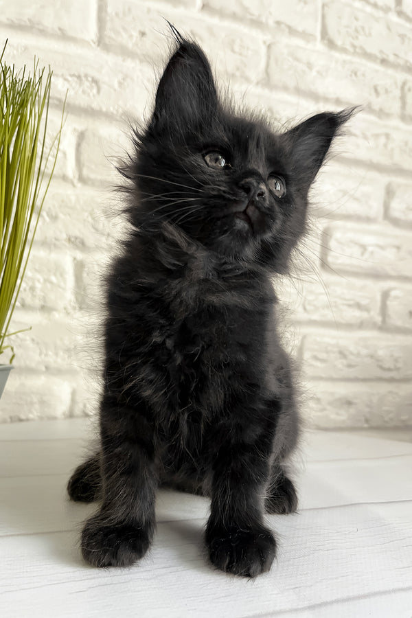 Jack | Maine Coon Kitten