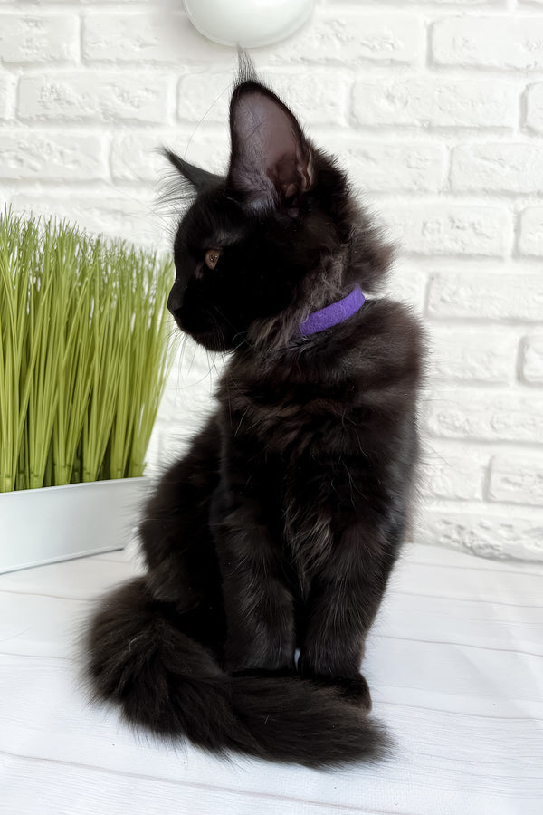 Jack | Maine Coon Kitten