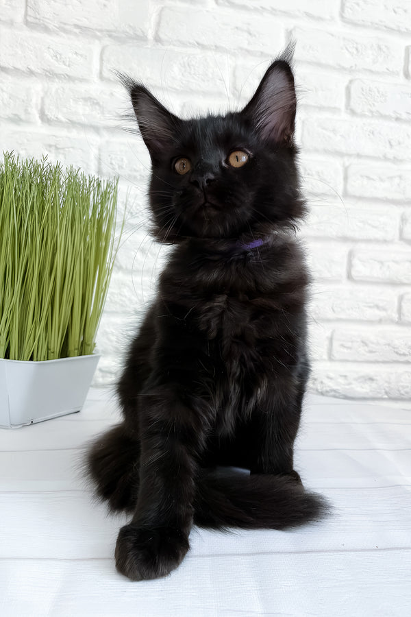 Jack | Maine Coon Kitten