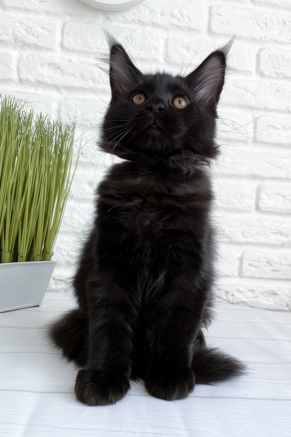 Jack | Maine Coon Kitten