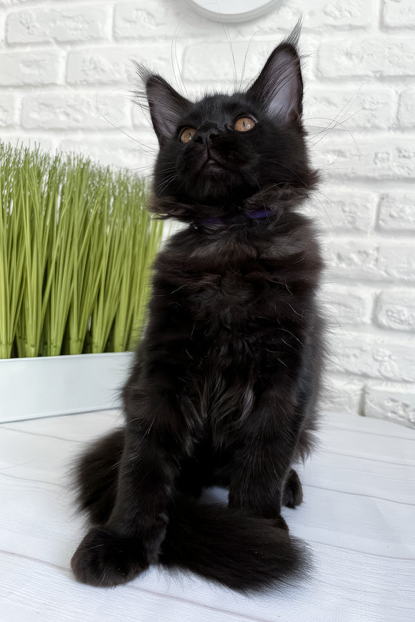 Jack | Maine Coon Kitten