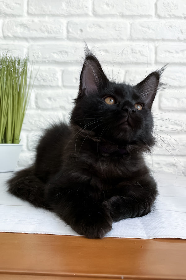 Jack | Maine Coon Kitten