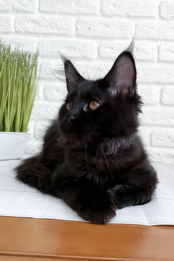 Jack | Maine Coon Kitten