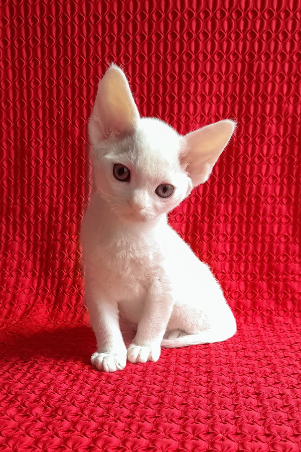 Jaclyn | Devon Rex Kitten