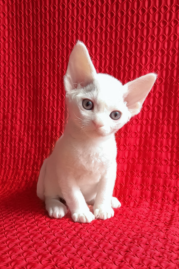 Jaclyn | Devon Rex Kitten