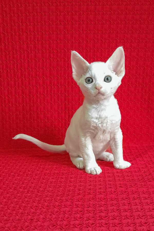 Jaclyn | Devon Rex Kitten