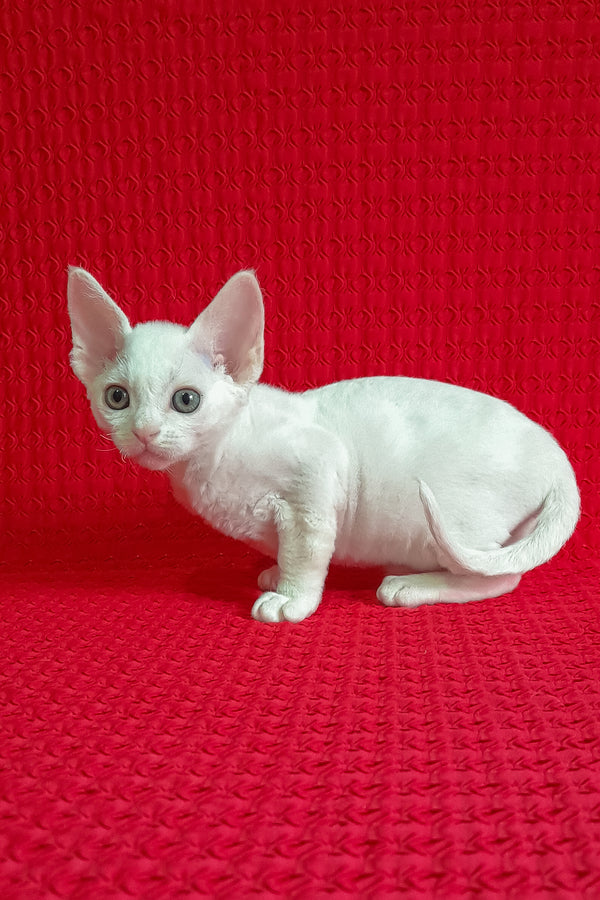 Jaclyn | Devon Rex Kitten
