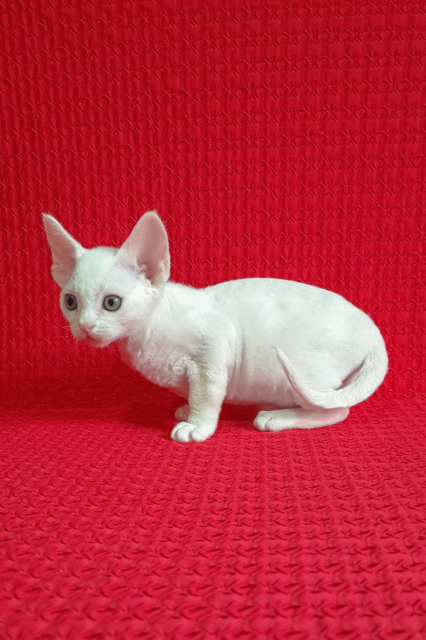 Jaclyn | Devon Rex Kitten