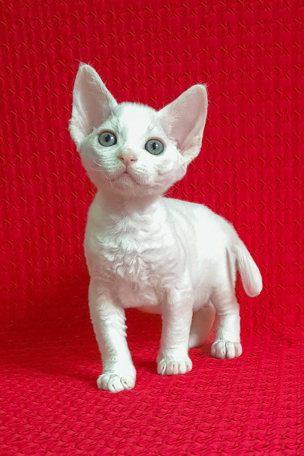 Jaclyn | Devon Rex Kitten