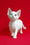 Jaclyn | Devon Rex Kitten