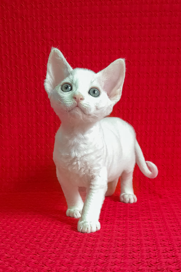 Jaclyn | Devon Rex Kitten