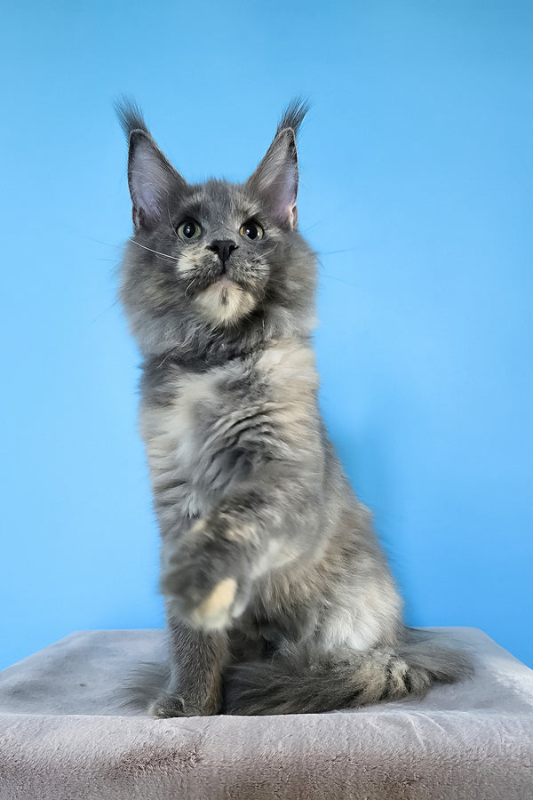 Jaconda | Maine Coon Kitten