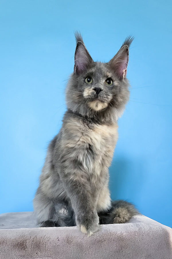 Jaconda | Maine Coon Kitten