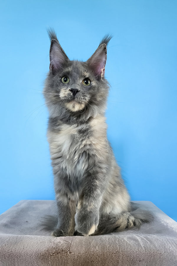 Jaconda | Maine Coon Kitten