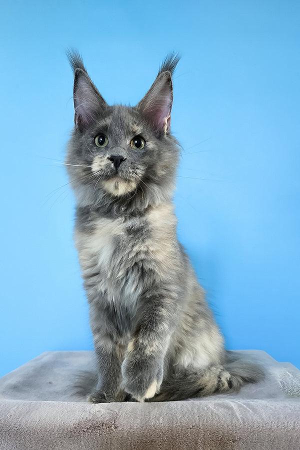 Jaconda | Maine Coon Kitten