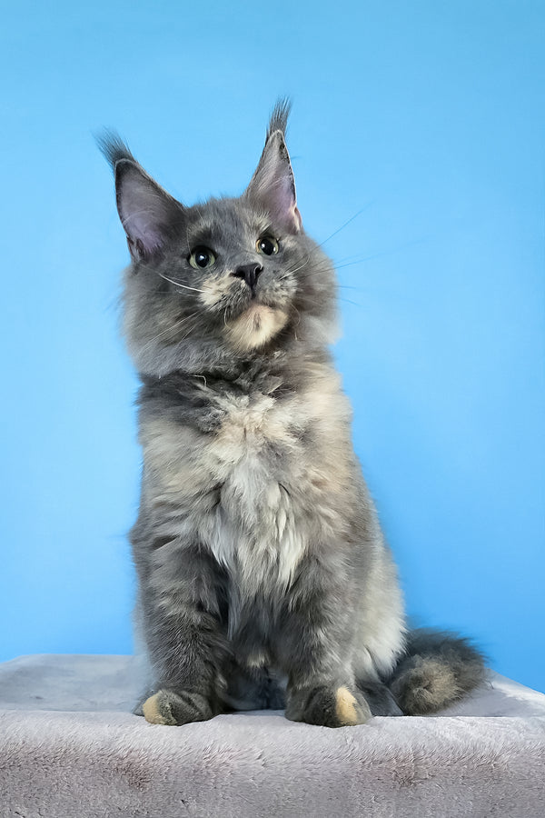 Jaconda | Maine Coon Kitten
