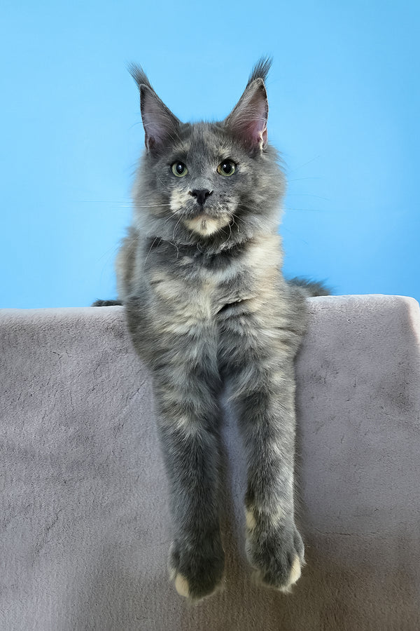 Jaconda | Maine Coon Kitten