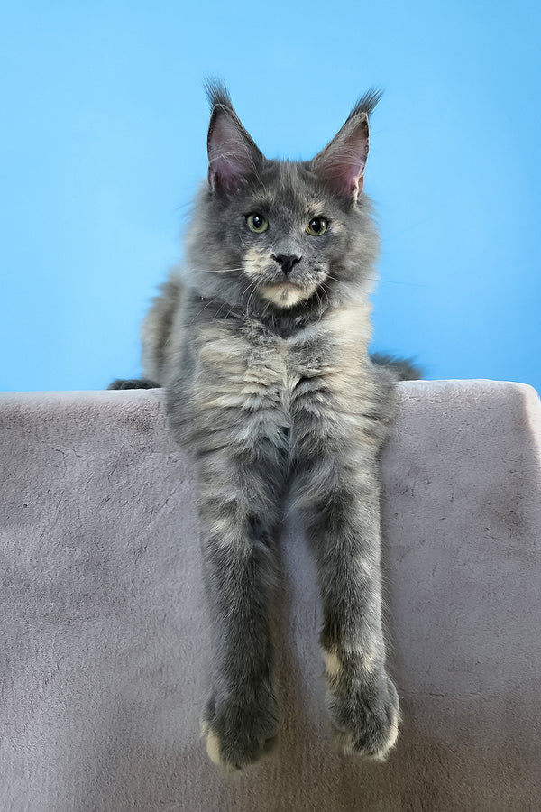 Jaconda | Maine Coon Kitten